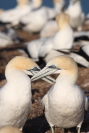 Hugh Leslie Gannets